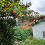 Terreno à venda em Lauzane Paulista, São Paulo, SP