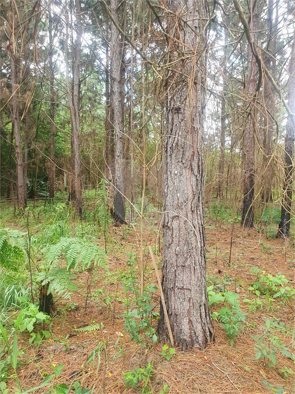 Terreno à venda em Vila Moraes, Mogi das Cruzes, SP