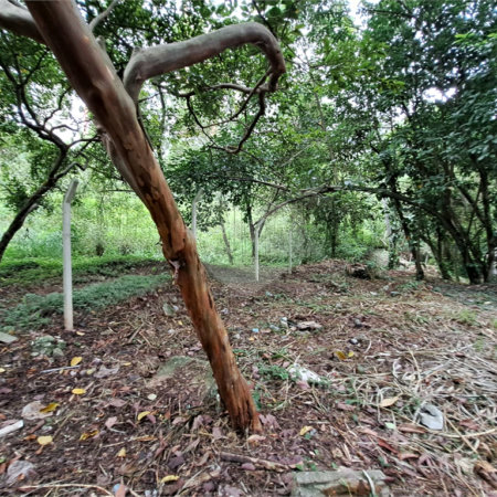 Terreno à venda em Jardim Ampliação, São Paulo, SP