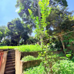 Casa Térrea à venda com 3 quartos, sendo 1 suíte, em Jardim Floresta, São Paulo, SP