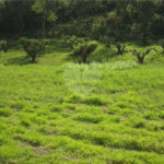 Área de Terra à venda em Porteira Preta, Mogi das Cruzes, SP