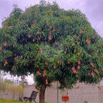 Chácara à venda com 3 quartos, sendo 1 suíte, em Pavão (canguera), São Roque, SP