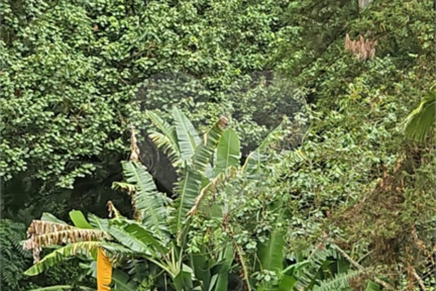 Terreno à venda em Vila Albertina, São Paulo, SP
