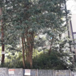 Terreno à venda ou para alugar em Vila Andrade, São Paulo, SP