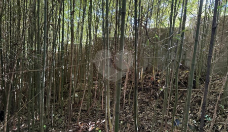 Terreno à venda em Serra da Cantareira, Mairiporã, SP