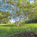 Terreno à venda em Marambaia, Vinhedo, SP