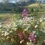 Sítio à venda com 2 quartos em Área Rural de Lagoinha, Lagoinha, SP