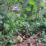 Loteamento à venda em Jardim Amália, São Paulo, SP