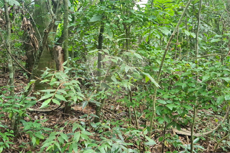 Terreno à venda em Caraguatá, Mairiporã, SP