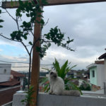 Sobrado à venda com 2 suítes em Horto, São Paulo, SP