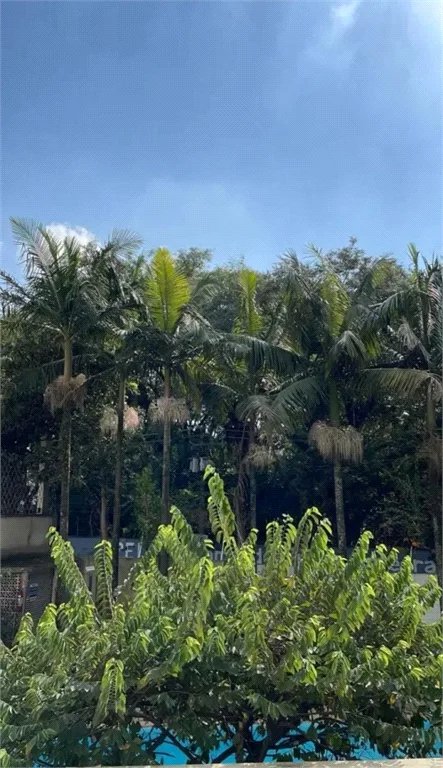 Apartamento à venda com 3 quartos, sendo 1 suíte, em Jardim Colombo, São Paulo, SP