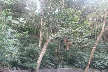 Terreno à venda em Tucuruvi, São Paulo, SP