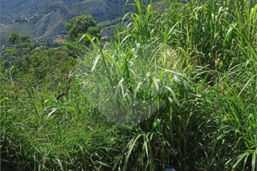 Terreno à venda em Luiz Fagundes, Mairiporã, SP