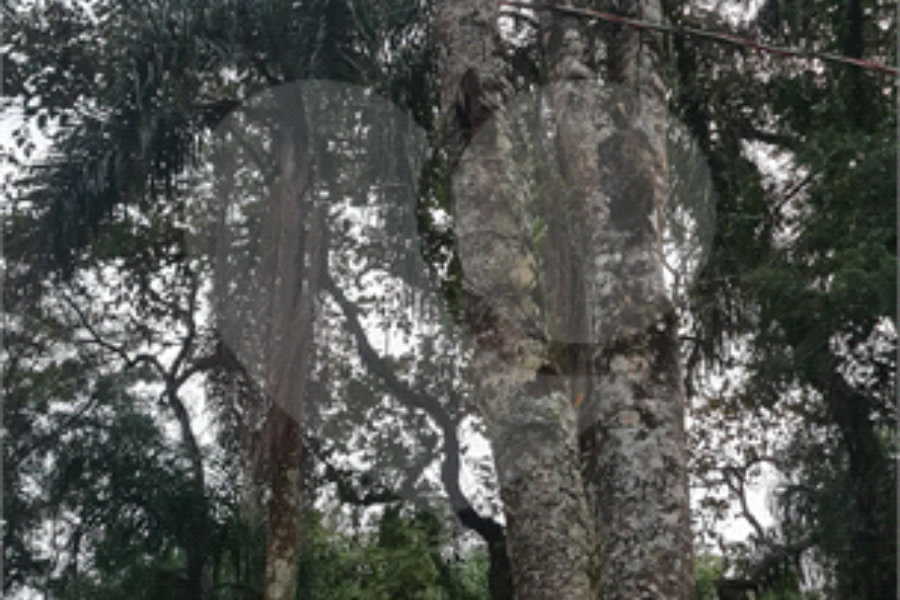 Condomínio à venda em Serra da Cantareira, Mairiporã, SP