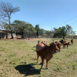 Sítio à venda com 2 suítes em Buru, Salto, SP