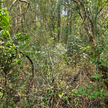 Terreno à venda em Curral, Ibiúna, SP