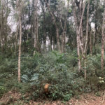 Terreno à venda no condomínio Alpes da Cantareira, Mairiporã - SP