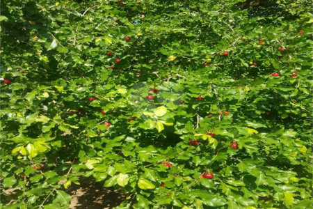 Fazenda à venda com 2 quartos em Canabrava, João Pinheiro, MG