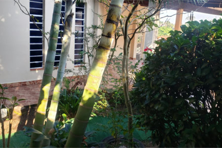 Sobrado à venda com 3 quartos, sendo 1 suíte, em Horto Florestal, São Paulo, SP