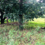 Terreno à venda em Tremembé, São Paulo, SP