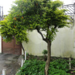 Casa à venda com 5 quartos, sendo 2 suítes, em Vila Medeiros, São Paulo, SP