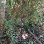 Terreno à venda no condomínio Sausalito, Mairiporã - SP