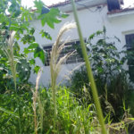 Terreno à venda em Tucuruvi, São Paulo, SP