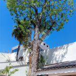 Casa à venda com 3 suítes no condomínio Residencial Jd. Floresta, São Paulo - SP