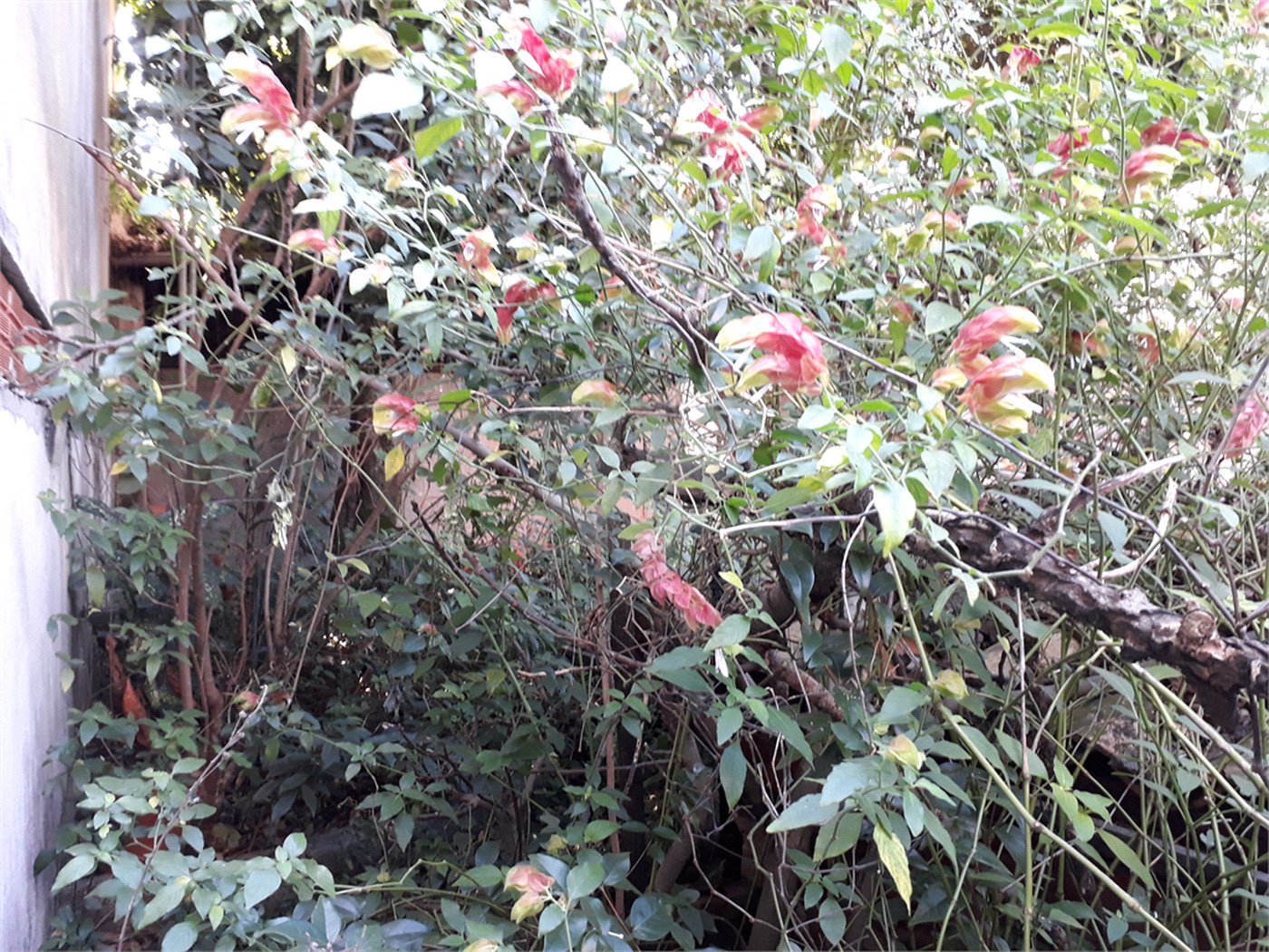 Terreno à venda com 1 quarto em Santana, São Paulo, SP