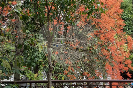 Casa à venda com 3 suítes no condomínio Palm Lane, São Paulo - SP