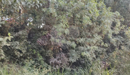 Terreno à venda em Luiz Fagundes, Mairiporã, SP