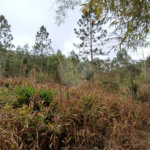 Terreno à venda em Vila Junqueira, São Roque, SP