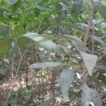 Terreno à venda em Mantiqueira, Mairiporã, SP
