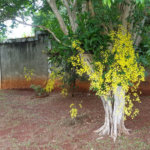 Chácara com 2 dormitórios à venda, 1500 m² por R$ 2.500.000,00 - Chácara Primavera - Campinas/SP