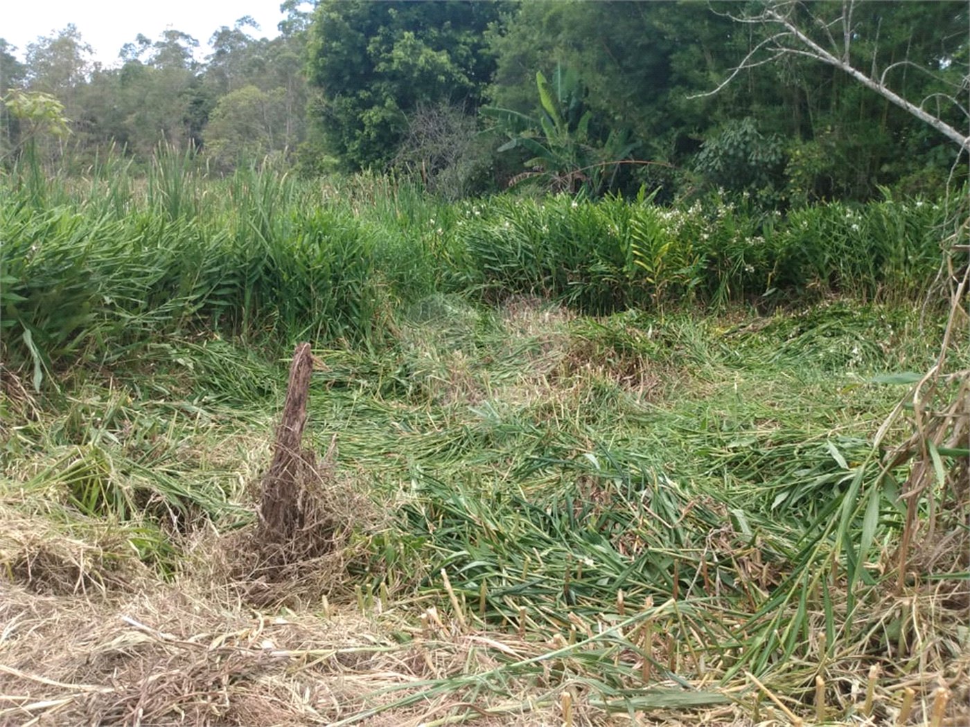 Terreno à venda em Cézar de Souza, Mogi das Cruzes, SP