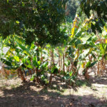 Chácara à venda com 4 quartos em Área Rural de Louveira, Louveira, SP
