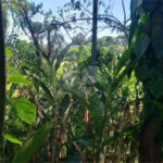 Terreno à venda em Morumbi, São Paulo, SP