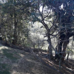 Sítio à venda com 9 quartos, sendo 7 suítes, no Centro, Monteiro Lobato, SP