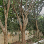 Terreno à venda em Chácara Flora, São Paulo, SP