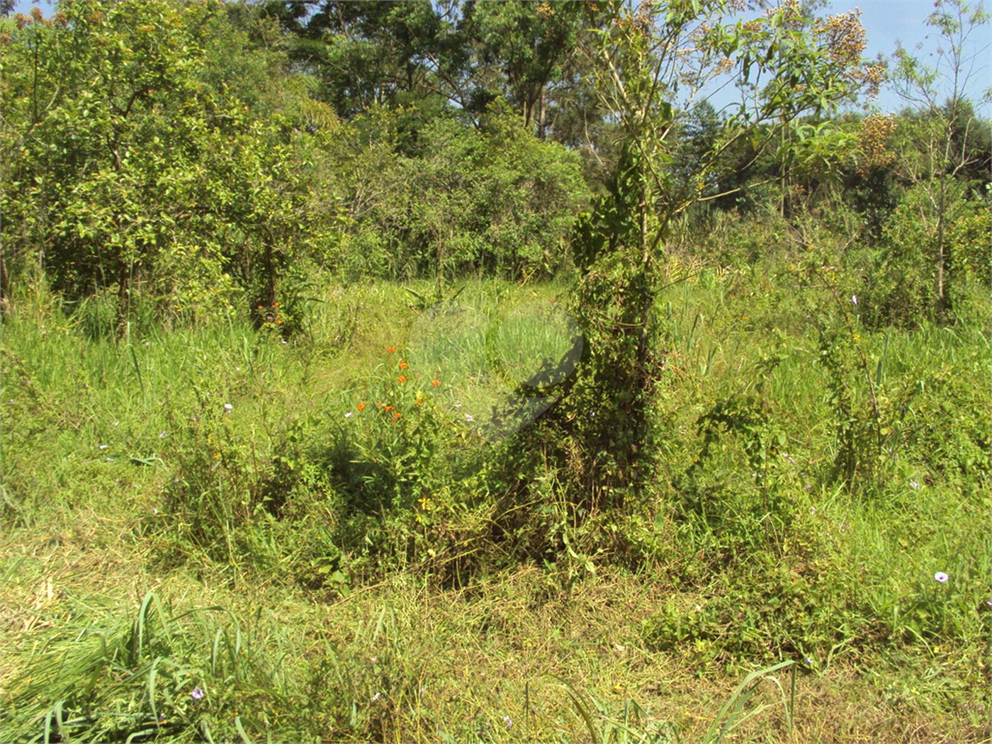 Chácara à venda com 1 quarto em Cruz das Almas, Biritiba-mirim, SP