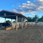 Fazenda à venda com 6 quartos, sendo 1 suíte,  no Centro, Capitão Enéas, MG