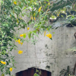 Casa à venda com 7 quartos, sendo 1 suíte,  em Tijuca, Rio de Janeiro, RJ