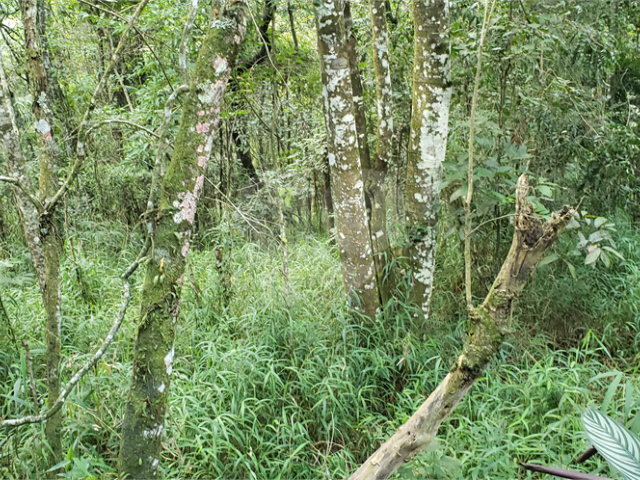 Terreno à venda em Serra da Cantareira, Mairiporã, SP