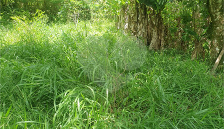 Terreno à venda em Vila Moraes, Mogi das Cruzes, SP