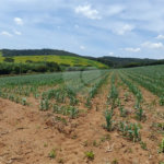 Área de Terra à venda em Paraíso das Aves, Itatiba, SP