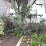 Casa à venda com 4 suítes em Vila Oliveira, Mogi das Cruzes, SP
