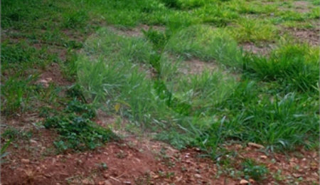 Terreno à venda em Jardim do Carmo, Araraquara, SP