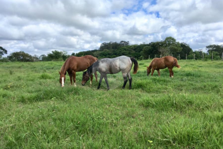 Sítio à venda com 3 suítes em Jardim Guaçu, São Roque, SP