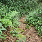 Terreno à venda em Caraguatá, Mairiporã, SP