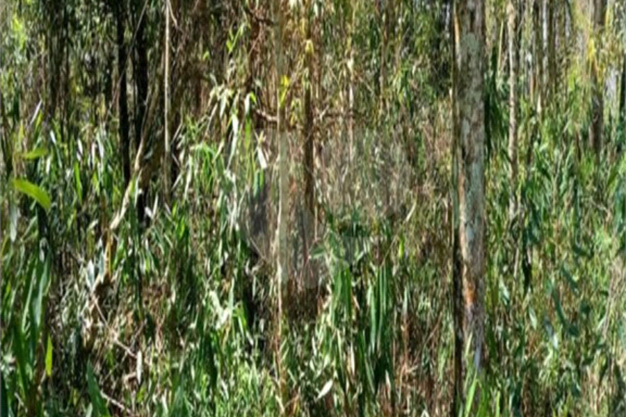 Terreno à venda em Remédios, Mairiporã, SP